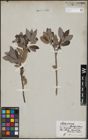 Foto von Salix cinerea L.